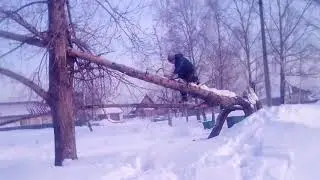 опасное дерево!
