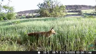 Zorro común La Segarra FOTOTRAMPEO