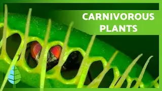 What are CARNIVOROUS PLANTS? - Types and Unique Feeding Techniques🌱🕷️