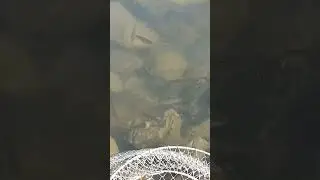 окушата)