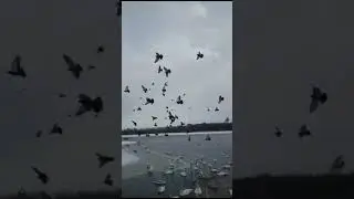 Алтайский край. Лебеди прилетели!