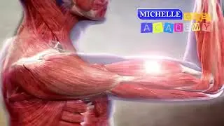 SKELETAL MUSCLES AND TISSUES | Muscular System Function and Structure