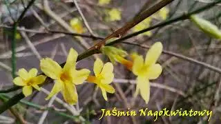 Powitanie wiosny  #spokojnamuzykarelaksujaca #calmrelaxingmusic