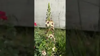 Рослина для спекотних місць #україномовнийютуб #garden #flowers #дача