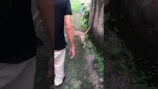 Most happy dog in Philippines