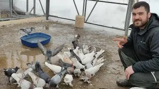 голубей много стало. могу поделился  +79085622004