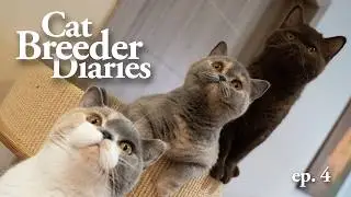 Cat Breeder Diaries Ep.4: What’s New in Our Cattery
