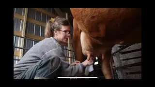 How to Squeeze Teats the Right Way