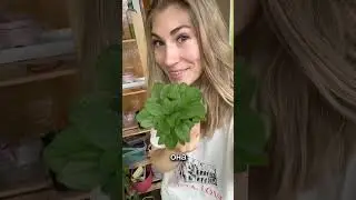 ВЫЛЕЧИЛА ПЕТУНИЮ #огород #петуния #белыелистья #цветы