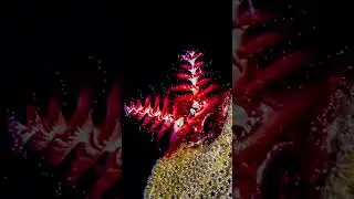 Christmas Tree Worm | 