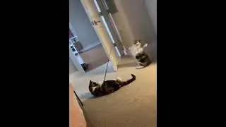 Cat catches Cat (Cat fishing)