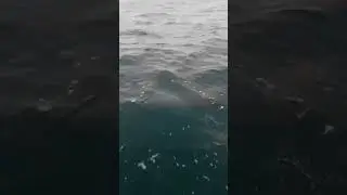 Под Анапой замечены очень активные дельфины😲 