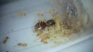 Are Lasius flavus polygyne? (can they have more than one queen)