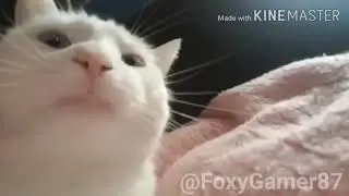original meow from fnacoso 2 be like (I promise next video will animation)