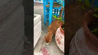 «Ешьте сами свою индейку» часть 2. #shortvideo #shorts #cats #кошка #catlover #кот