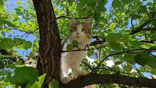 Cat Tree Climbing Adventures
