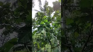 Breadfruit tree - Artocarpus altilis #agriculture #cultivation #farmer
