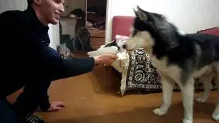 Хаски хочет сожрать голубя, но не его день)