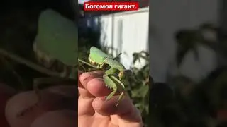 Богомол гигант. Ейск. Кусается или нет.