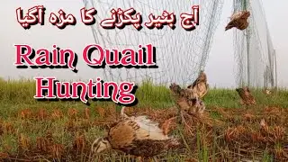 Quail hunting 2024//today quail hunting