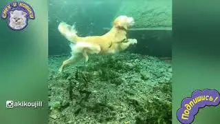 Собака Водолаз | Ретривер любит нырять