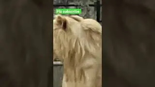king lion full roar open mouth 