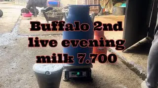 Buffalo 2nd live evening milk 7.700