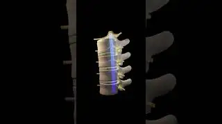 Human vertebral column or backbone: 3d animation Urdu / Hindi #humananatomy