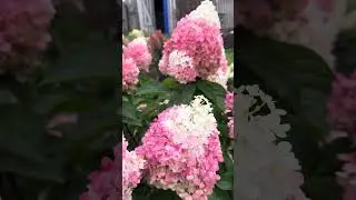 https://t.me/Gortenziievgeniimanagarovoi