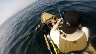 GREAT WHITE OR MAKO??