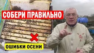 Когда собирать гнезда пчел на зиму