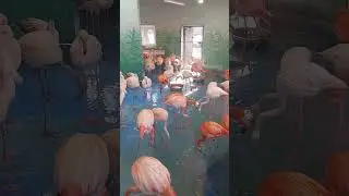 И у Фламинго есть характер: предпочитают общаться только с теми, с кем хорошо ладят