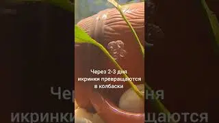 Как рождаются тритоны