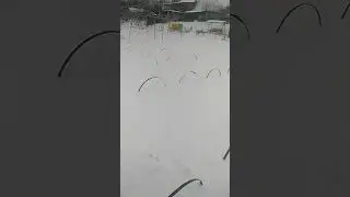 Клубника под снежным одеялом.