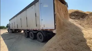 131.Как разгружает прицеп WALKING FLOOR TYCROP. Alberta, Canada 2024.