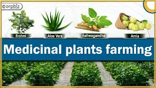 Medicinal Plants Farming | Medicinal Plants Cultivation Business | Medicinal Herbs | Corpbiz