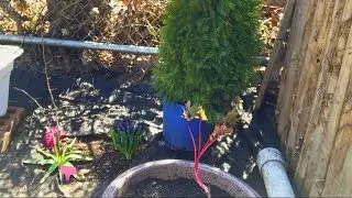 Tree Peony in a Container