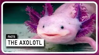 The Axolotl - It´s not a toy! It´s an animal - Amazing little creature