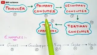 Food chain in Eco system | Types of food chain | Bio science