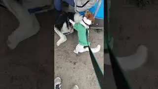нападение джек расела на хрюкаещего  хаски! 🤣🤣🤣🤣
