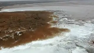 Опасные хищник рядом: волки и сайгаки!
