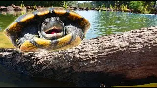 My New Turtle Loves the Backyard Pond!