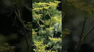 सौंफ के अनमोल फायदे | पाचन, इम्यूनिटी और त्वचा के लिए बेहतरीन