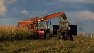 заготовка силоса 2013