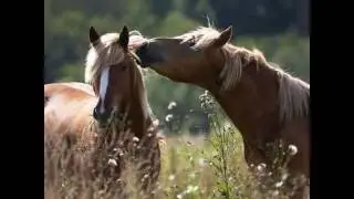 Фотоклип песни 