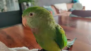 Barraband parakeet birdsounds. Female bird
