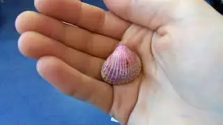 Рассрочка подарка от подруги