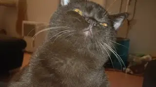Big Choco Mouse, chocolate british shorthair