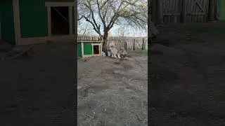 КАВКАЗЕЦ ДУМАЕТ, ЧТО ОН КОТ🤣 