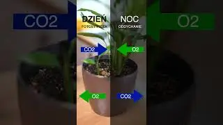 Fotosynteza